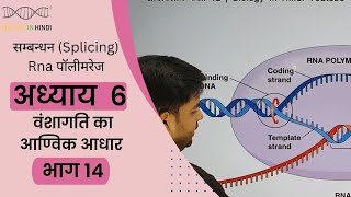 अध्याय 6 वंशागति का आण्विक आधार भाग 14 कक्षा 12  Molecular basis of inheritance class 12 [upl. by Sedgewinn]