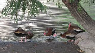 Blackbellied Whistling Ducks [upl. by Ivad967]