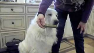 VICIOUS FOOD AGGRESSIVE GREAT PYRENEES SAVED  Jeffrey Loy  wwwFriendToAnimalscom [upl. by Adnohryt]