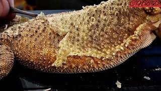 Bearded Dragon Shed Removal  Whole Body Compilation stayrad reptiles ChuckNorrizBeardedDragons [upl. by Notlil]