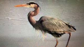 great blue heron song call [upl. by Cello299]