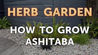 How to Grow Ashitaba [upl. by Bain]