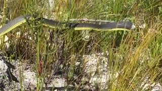 Boomslang Encounter  Venomous Snakes of South Africa [upl. by Dominga]