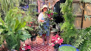 Preparación muy Efectiva para Hoya Carnosa Planta de Cera o Flor de Cera 👌 [upl. by Danice]