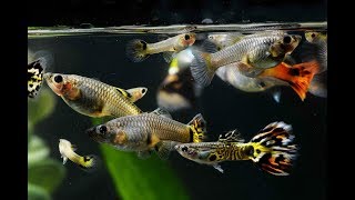 Cara Beternak Ikan Guppy [upl. by Randa]