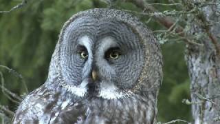 LAPPUGGLA Great Grey Owl Strix nebulosa Klipp  3426 [upl. by Arly766]