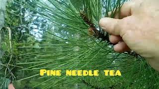 Pine Needle Tea bushcraft survival lifehack pineneedle tea montana [upl. by Conlen]