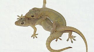 Rare video of house Lizards mating on wall [upl. by Boucher]