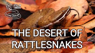 The Desert of Rattlesnakes  full nature documentary venomous rattlesnakes of Arizona [upl. by Suoicul856]