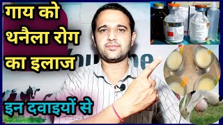 Mastitis in Cow Treatmentगाय को थनैला रोग का इलाजThanella rog ka illajVetDisease [upl. by Sairtemed446]