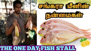 Sangara fish Benefits TamilRed Snapper fish health benefit in Tamil [upl. by Tuppeny]