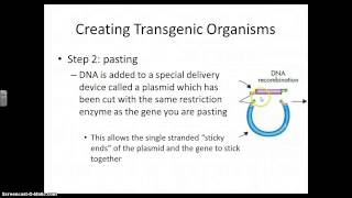 Transgenic Organisms [upl. by Aracat747]