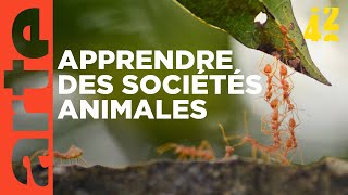 Les animaux gouvernentils mieux que nous   42  La réponse à presque tout  ARTE [upl. by Candis230]