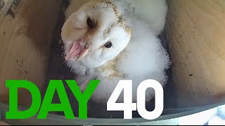 Day 40 Barn Owls 2024 [upl. by Yajet]