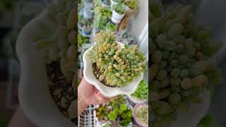 graptopetalum amethystinum cristata  rare succulent  succulent lovers  yt shorts [upl. by Westmoreland]