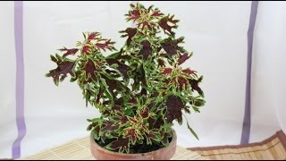 Solenostemon scutellarioides  Buntnessel Coleus [upl. by Dauf]