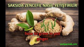 Saksida Zencefil Ginger Nasil Yetiştirilir [upl. by Trilbee]