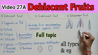 DEHISCENT FRUIT  Simple Fruit  Dry Fruit  Dehiscent Fruit and their types  Fruit Full topic [upl. by Ahsac864]