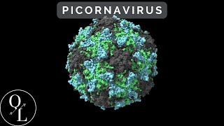 10 Picornavirus Poliovirus Enterovirus Rinhovirus Hepatitis A [upl. by Ddene]