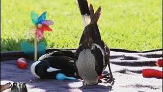 Australian Magpies Playing by The Magpie Whisperer [upl. by Rubi]