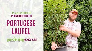 Plant Profile  Portugese Laurel Prunus Lusitanica [upl. by Ayocal]