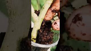 Method of breeding plants garden farming red pepper cultivation and red pepper farming [upl. by Rysler]