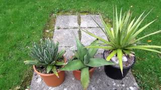 How to grow Agave in a cold climate [upl. by Aicemak]