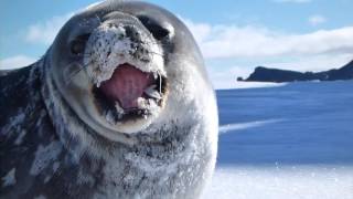 Beautiful Weddell Seal Yawning and Eating Snow in Antarctica Animals in HD [upl. by Adolfo]