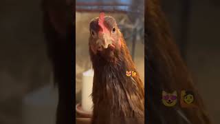 🤣dog and chicken eat finished🤣 [upl. by Obidiah]