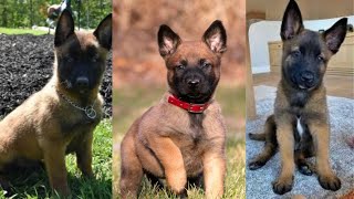 Belgian malinois puppies  Funny and Cute dog compilation in 2022 [upl. by Moreno]