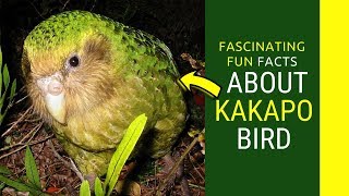 kakapo facts for kids Amazing Facts about Kakapo bird [upl. by Atlanta66]