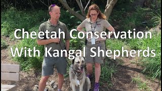 Cheetah ConservationKangal Shepherds [upl. by Alyacim355]