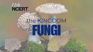 Part1 The Kingdom Fungi Characteristics Classification and Structure 11th NCERT Biology fungi [upl. by Amre]