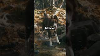 The Overtoun Bridge Mystery  Why Do Dogs Jump facts theory shorts viralvideo dog conspiracy [upl. by Deehan]