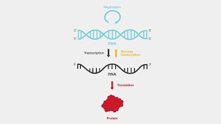 Reverse Transcriptase Enzymes of Virus  How it works and examples of Viruses that have it [upl. by Sumer913]