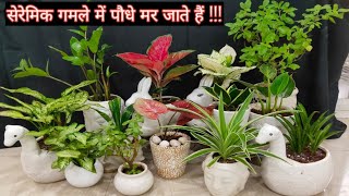 सेरेमिक गमले में पौधे लगाने से पहले ये जान लें  ceramic part mein plants kaise lagaen  ceremic pot [upl. by Sanjiv]