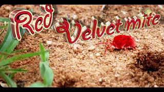 Red Velvet Mites documentary [upl. by Alistair]