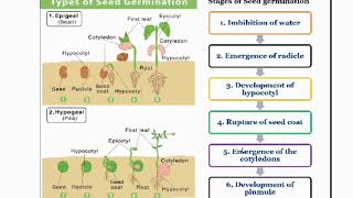 Seed germination  types of seed germination  hypogeal [upl. by Hannah]