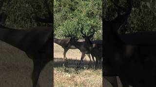 Venado Cola Blanca Cinegética Los Ángeles cinegeticalosangeles [upl. by Dougy]