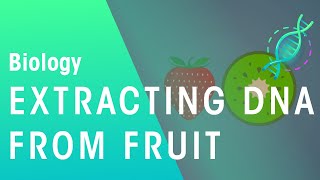 How DNA Can Be Extracted From Fruit  Genetics  Biology  FuseSchool [upl. by Neomah504]