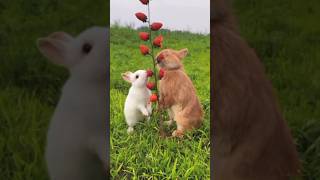 Rabbit likes fruit very much 🤤  shorts youtubeshorts nature rabbit eating fruits vlog [upl. by Vivian]