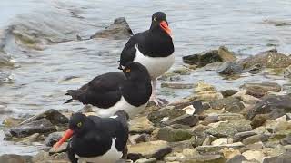 The call of Magellanic oystercatchers near Stanley in the Falkland Islands archipelago [upl. by Yecies]