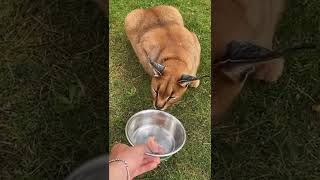 Scary Caracal Cat Hissing at Owner  ViralCub [upl. by Karr]