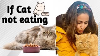 My cat is not eating anything  Parisian cat  symptoms precautions  Cat care  Cat food  cat diet [upl. by Teece]