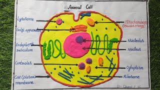 animal cell model with clayanimal cell modeleasy animal cell modelanimal cell model [upl. by Eednas]