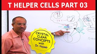 T Helper Cells  Immunology  Part 310 [upl. by Ycul821]