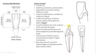 Incisivo Mandibulares Anatomia Dental Facil [upl. by Ratep939]