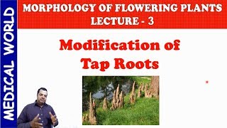 MODIFICATION OF TAP ROOTS  MORPHOLOGY OF FLOWERING PLANT  LECTURE 3 [upl. by Zachar363]