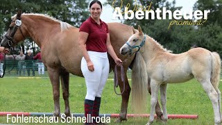 Wird Abentheuer PRÄMIERT 😳 I Fohlenschau Schnellroda [upl. by Gristede42]