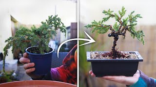 How to Bonsai For Beginners [upl. by Jacey519]